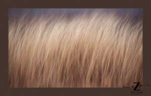 Abstract photo of grasses by Ellen Zangla Photography