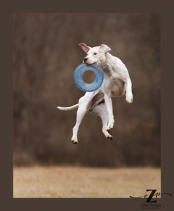 Photo of dog catching frisbee in Loudoun County VA by Ellen Zangla Photography