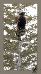 Photo of wolverine descending from tree in Manitoba by Ellen Zangla Photography