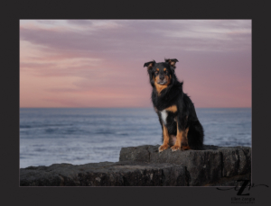 Rottweiler Australian Shepherd mixed breed dog photographed at the ocean by Ellen Zangla Photography