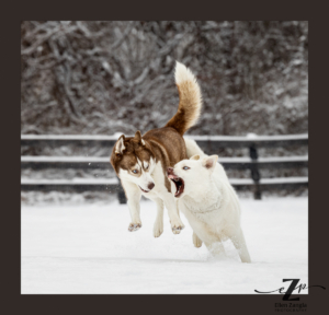 Photo of two Siberian Huskies playing in the snow in Loudoun County VA by Ellen Zangla Photography