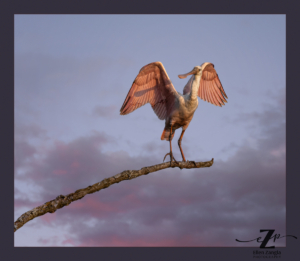 Photo of Spoonbill in a tree in Loudoun County VA by Ellen Zangla Photography