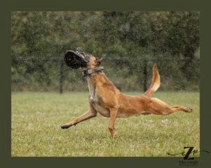 Photo of Belgian Malinois catching a frisbee in Loudoun County VA be Ellen Zangla Photography