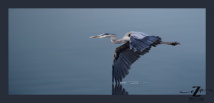 Photo of Blue Heron skimming the water in Alexandria VA by Ellen Zangla Photography