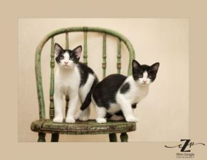 Photo of two kittens sitting on a chair by Ellen Zangla Photography in Leesburg, VA