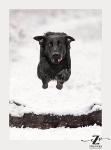 Black dog jumping over a log in the snow.