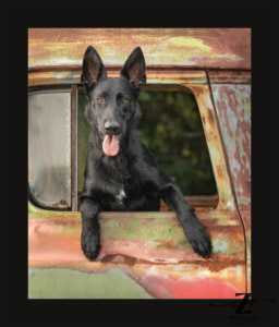 Black dog, a Czech Shepherd, looking out a truck window.