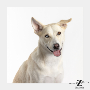 Mixed breed dog on a white background for use on a grooming van.