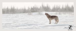 Wolf howling in the snow in Manitoba, Canada.