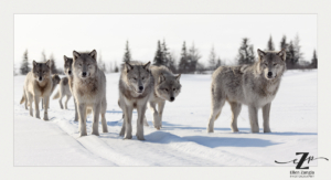 Wolf pack walking in the snow in Manitoba, Canada.