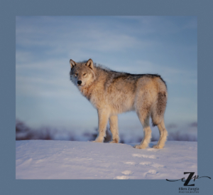 Wolf standing at the top of a hill in the snow looking back at the camera.