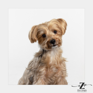 Yorkie on a white background for use on a Woofies grooming van.