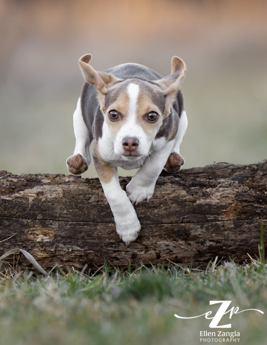 Action photo of puppy jumping over log in Loudoun County VA by Ellen Zangla Photography