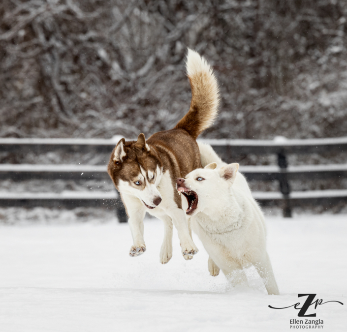 Photo of two Siberian Huskies playing in the snow by Ellen Zangla Photography in Waterford VA