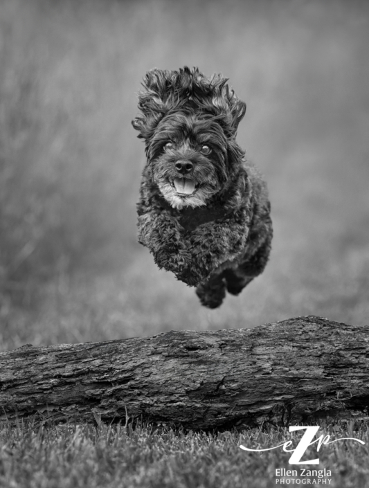 Action portrait of an older, black, dog jumping over a log.