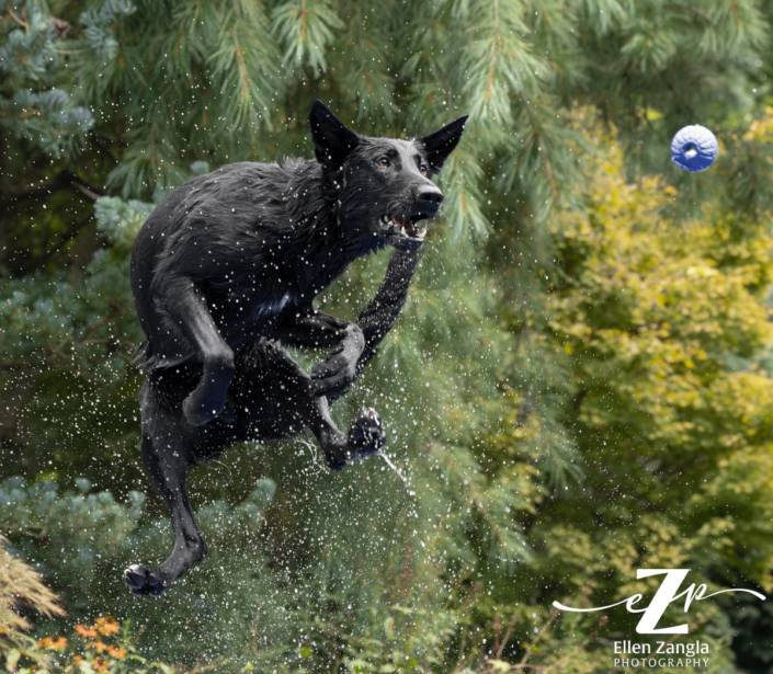 Action portrait of a dog jumping into a pool and trying to catch a ball.