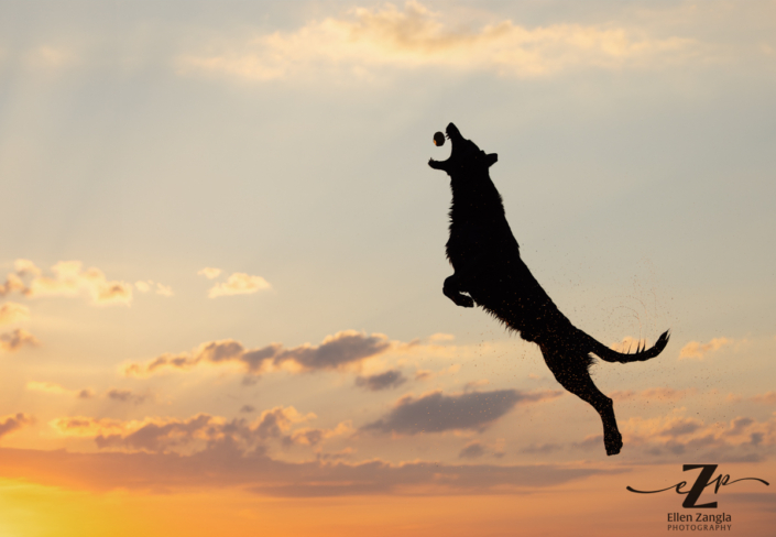 Silhouette of dock diving dog jumping over the pool.