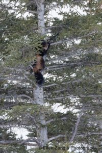 treed-wolverine-manitoba-canada