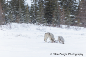 wolves-eating-carcass-Manitoba-Canada