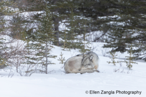 sleeping-wolf-snow-Manitoba-Canada