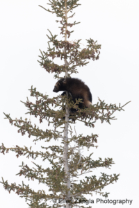 treed-wolverine-Manitoba-Canada