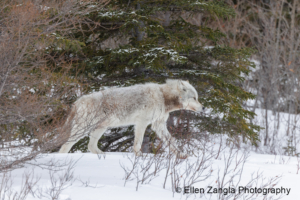 wolf-snow-Manitoba-Canada