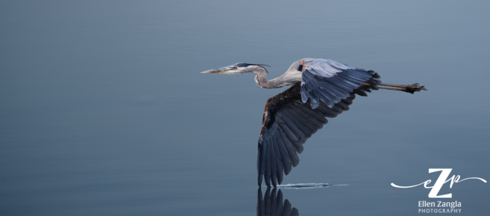 Blue heron flying with wing tip in the water.