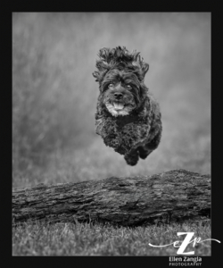 Older black, small, mixed breed dog jumping over a log.