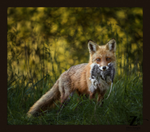 Fox with dead opossum in her mouth in Loudoun County, VA.