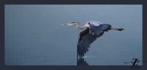 Great blue heron flying with wing tips in water at Huntley Meadows in Alexandria, VA.