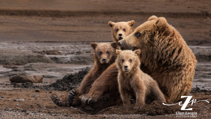 Mother Grizzly bear with three cubs on the beach in Lake Clark, AK.