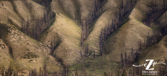 Jasper Canada landscape photo taken after a fire