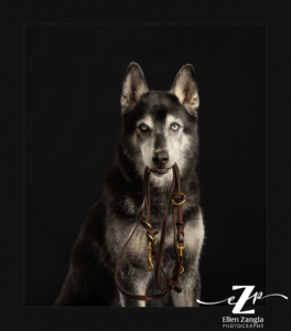 Husky mix photographed in studio holding his leash in his mouth.