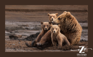 Mother grizzly bear on the beach with three cubs in Lake Clark, AK.