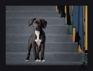 Mixed breed puppy standing on steps next to a mural in Reston, VA.