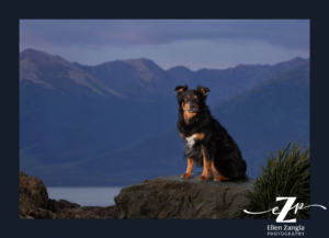 Rottweiler mix sitting on a boulder in front of the mountains in Alaska.