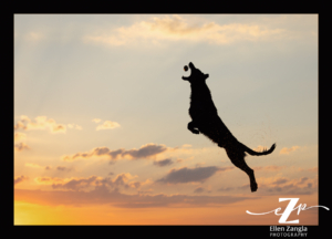 Silhouette of a dog while dock diving.