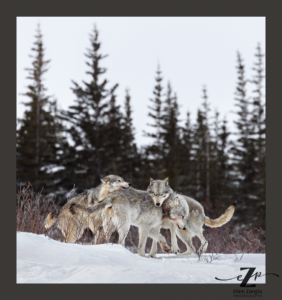 Three wolves greeting one another in Manitoba, Canada.