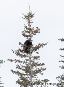 Treed wolverine grasping the tree trunk in Manitoba, Canada.