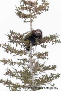 Wolverine who has been treed by wolves looking at the camera in Manitoba.