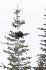 Treed wolverine looking down at the ground in Manitoba, Canada.