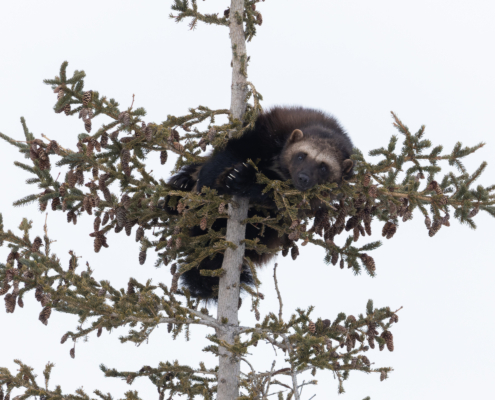 Wolverine in a tree looking at the camera in Manitoba, Canada.