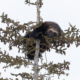 Wolverine in a tree looking at the camera in Manitoba, Canada.