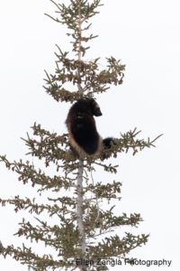 Profile of a treed wolverine in Manitoba looking towards wolves on the ground.