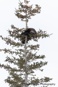 Treed wolverine resting his head on a tree branch in Canada.