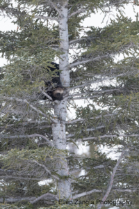 Treed wolverine looking towards wolves on the ground to see if he can escape.