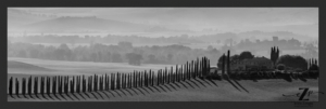 Tuscany landscape in the fog with a line of Cypress trees.