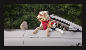 Two dogs looking out the window of a convertible in Loudoun County, VA.