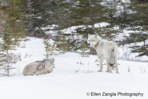 Two wolves in the snow in Manitoba, Canada.