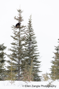 Wolf looking up a wolverine in a tree in Manitoba, Canada.